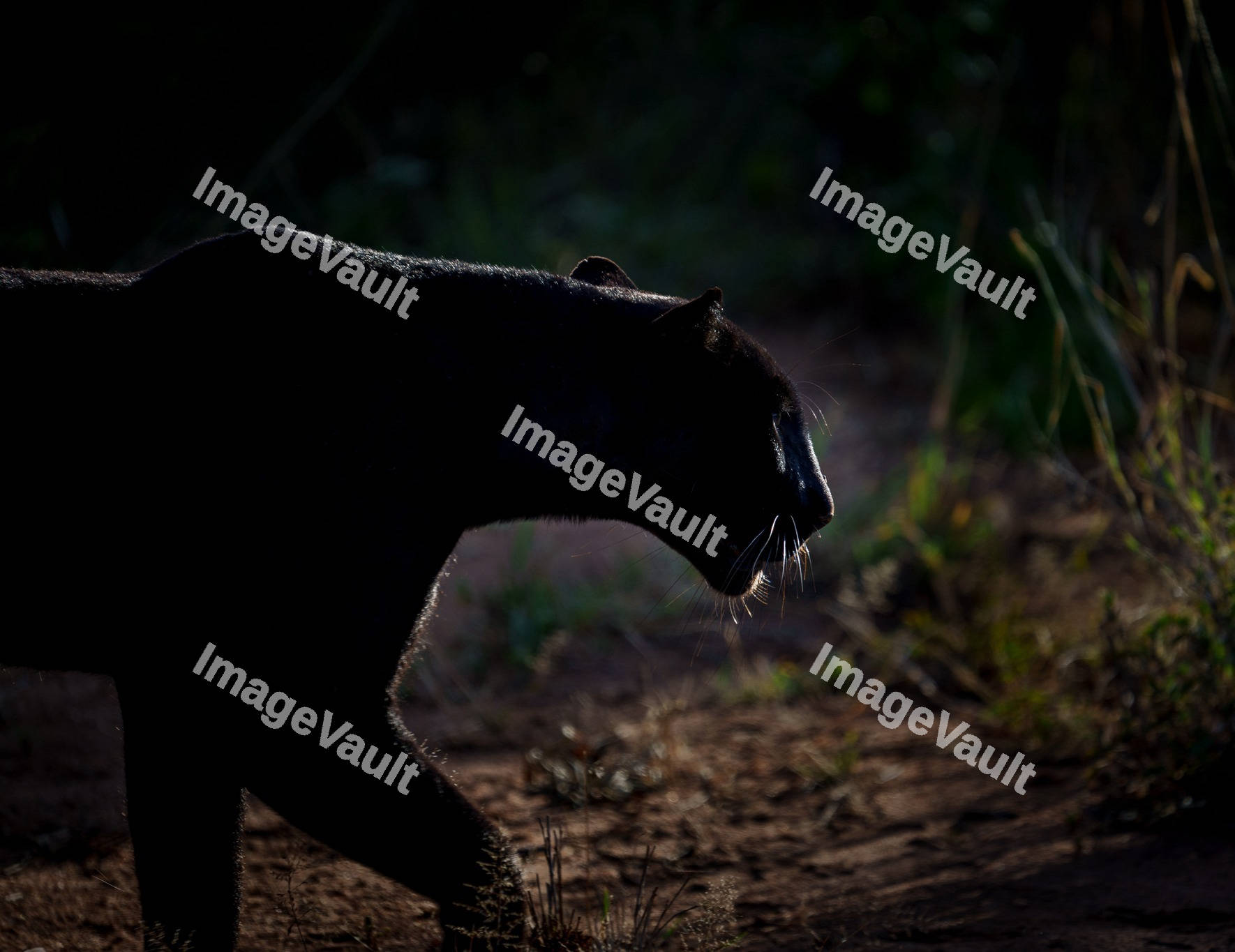 Silhouette of a black panther
